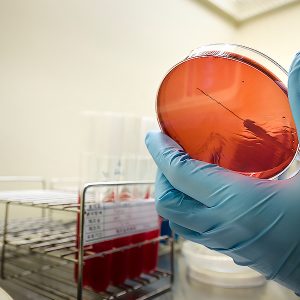 토종효모를 발굴하기 위한 노력