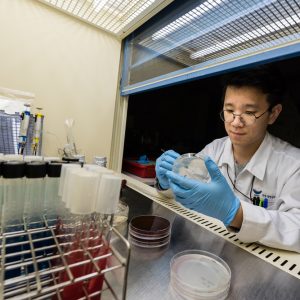 토종 효모 분리 과정