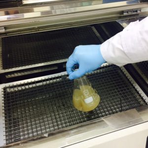 누룩에서 토종 효모 발굴 과정