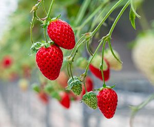 진주팜 딸기농가