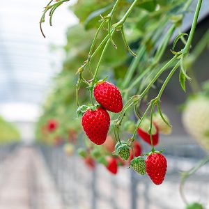 진주팜의 딸기재배장 진주팜 딸기농가