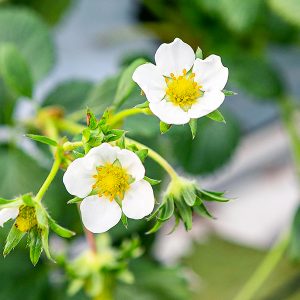 진주팜의 딸기재배장 진주팜 딸기농가