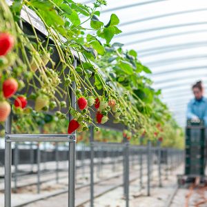 진주팜의 딸기재배장 진주팜 딸기농가