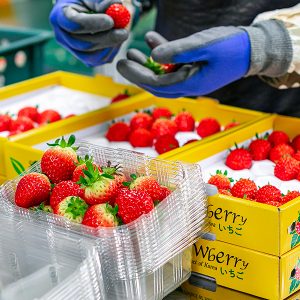 딸기를 선별, 포장하는 진주팜의 직원 진주팜 딸기농가