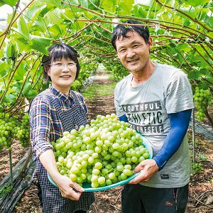 영동 청포도 농장