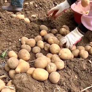 강원도 평창의 감자