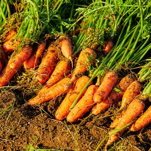 탐스러운 주황빛을 띠는 제주 구좌 당근