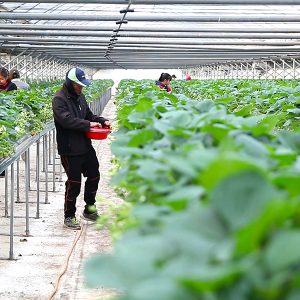 친환경 재배를 위한 농가의 노력 친환경 재배를 위한 농가의 노력