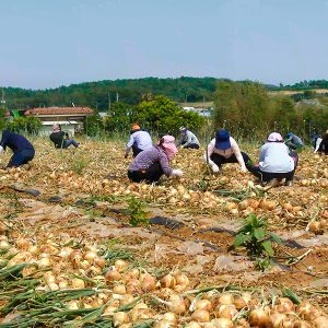 양파를 수확하는 모습 양파를 수확하는 모습