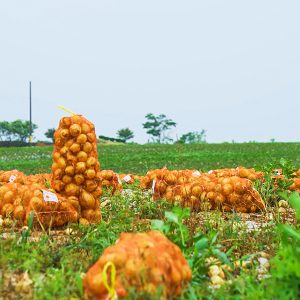 우리나라 대표적인 양파 생산지 우리나라 대표적인 양파 생산지