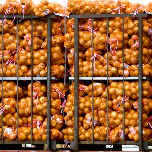 좋은 품질을 자랑하는 무안 양파 좋은 품질을 자랑하는 무안 양파