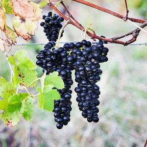 다양한 원료의 조화