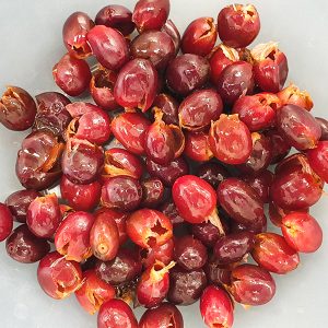 분리된 커피체리 과육