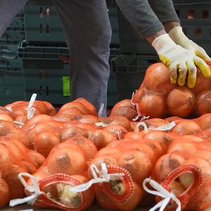 농민들이 정성을 다해 수확한 양파 농민들이 정성을 다해 수확한 양파