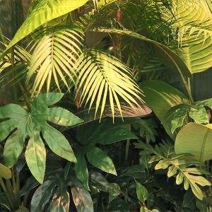 잠바주스의 아이덴티티 컬러 진녹색