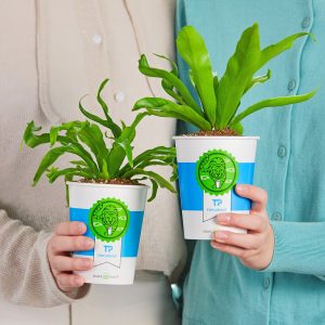 쉐이크쉑에서 이벤트를 통해 증정한 파초일엽 고사리