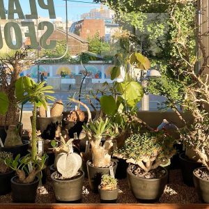 희귀한 아프리카 식물을 만날 수 있는 ‘고어 플랜트 서울’ (*출처 : 고어 플랜트 서울 네이버 지도 / 고어 플랜트 서울 공식 인스타그램)