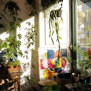 색다른 매력의 호주 식물을 만나볼 수 있는 ‘노가든’ (*출처 : 노가든 공식 인스타그램)