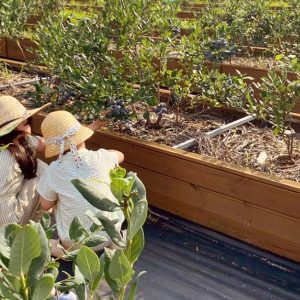 ‘팜크닉’ 콘셉트를 곁들인 ‘캠프닉’ 공간 (*출처 : 베리가든 공식 인스타그램)