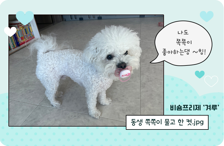 반려동물3