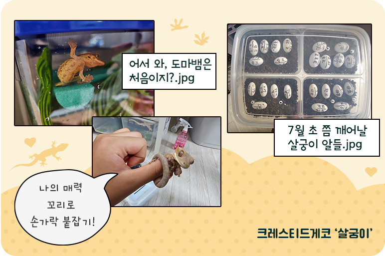 우리 집 반려동물을 소개합니다